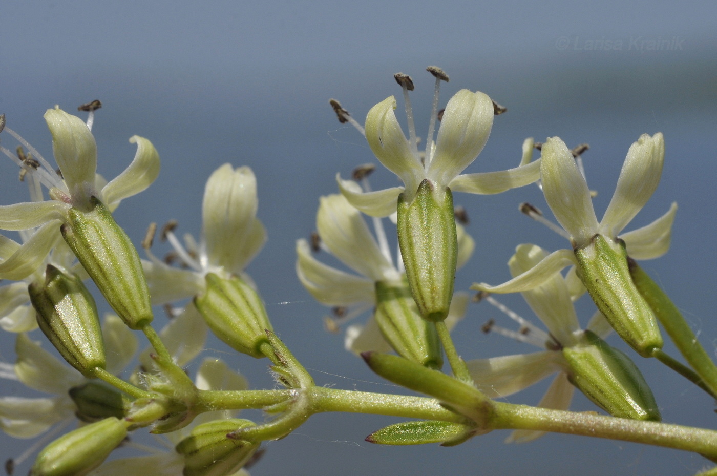 Изображение особи Silene foliosa.