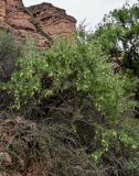Zygophyllum xanthoxylum