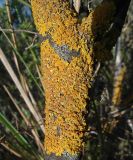 Xanthoria parietina