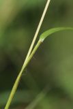 Sieglingia decumbens