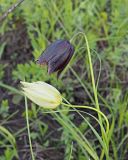 Fritillaria meleagroides. Верхушки цветущих растений. Ульяновская обл., окр. г. Димитровград, дол. р. Б. Черемшан, опушка смешанного леса, местами заболоченный сырой луг. 10.05.2024.