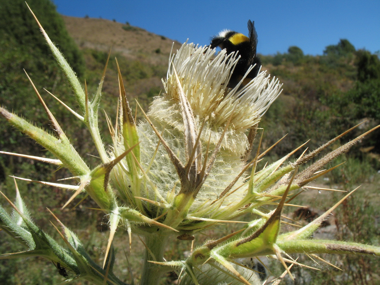 Изображение особи Cirsium turkestanicum.