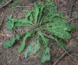 род Taraxacum