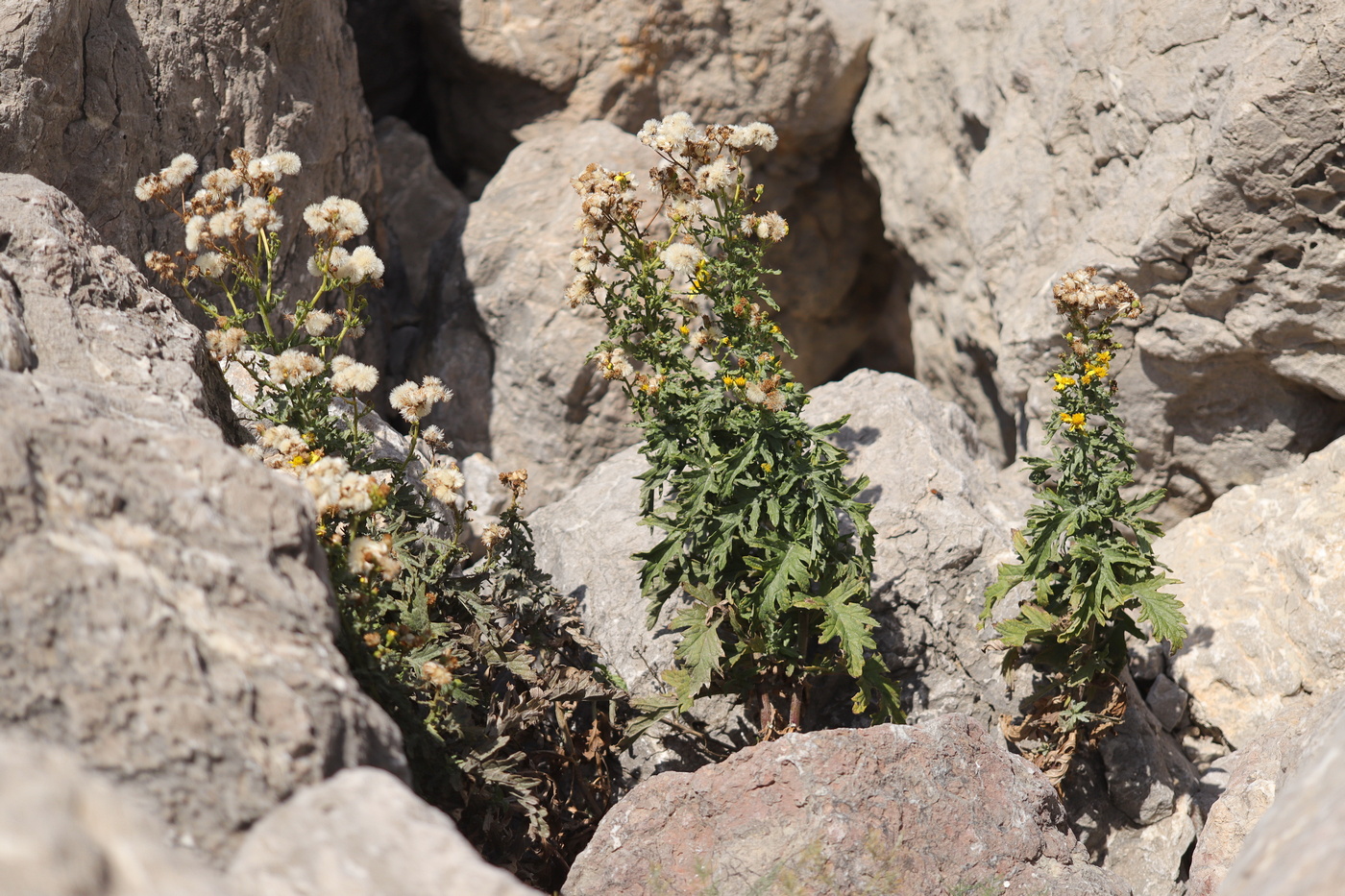 Изображение особи Senecio grandidentatus.