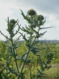 род Cirsium