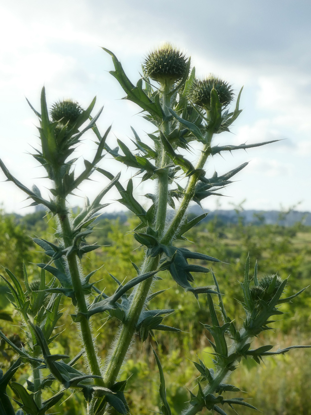 Изображение особи Cirsium vulgare.