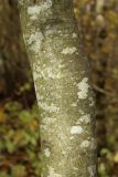 Fagus sylvatica. Часть ствола (диаметр - ок. 7,5 см), покрытого талломами лишайников. Санкт-Петербург, Дудергофские высоты, широколиственный лес. 18.10.2025.