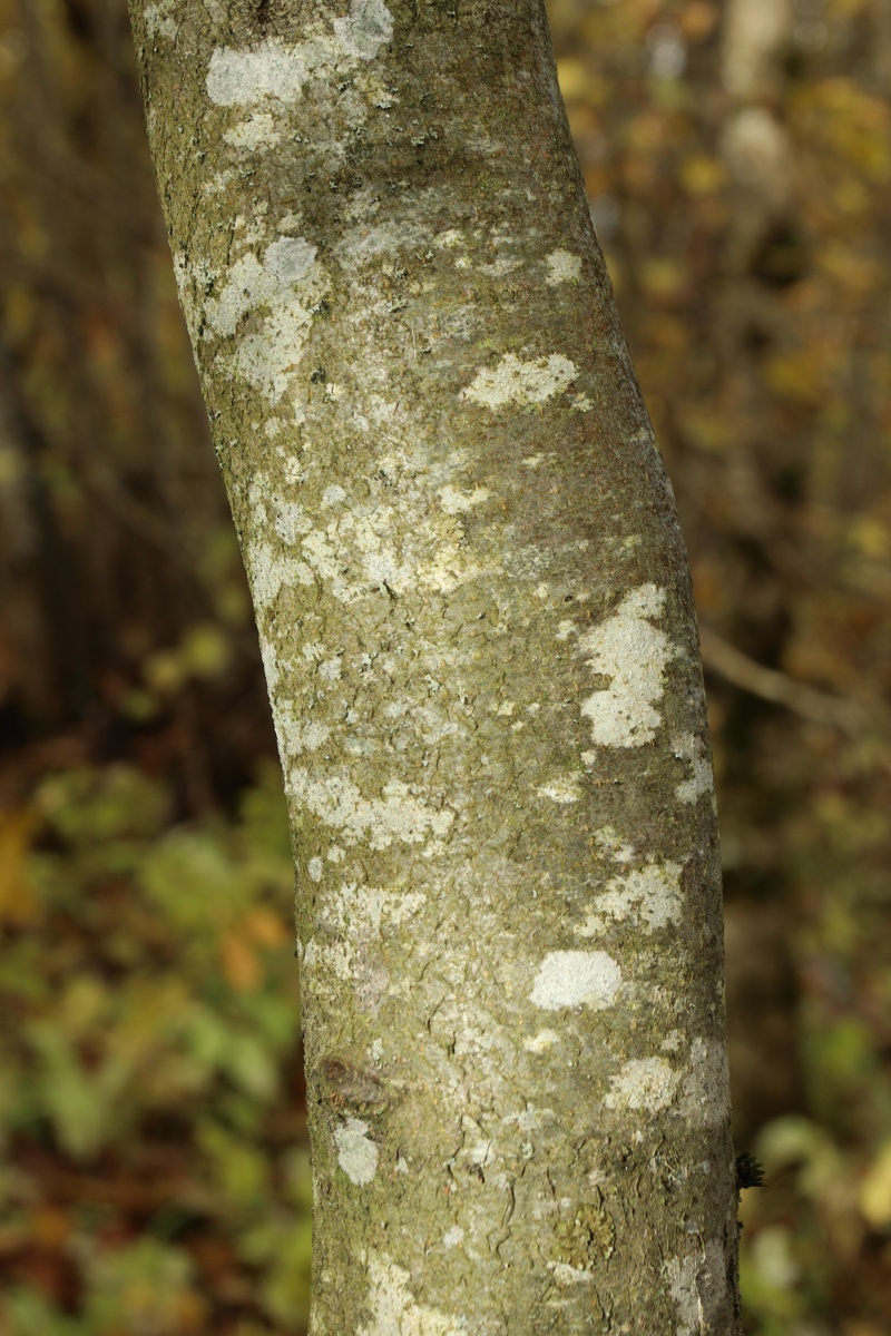 Изображение особи Fagus sylvatica.