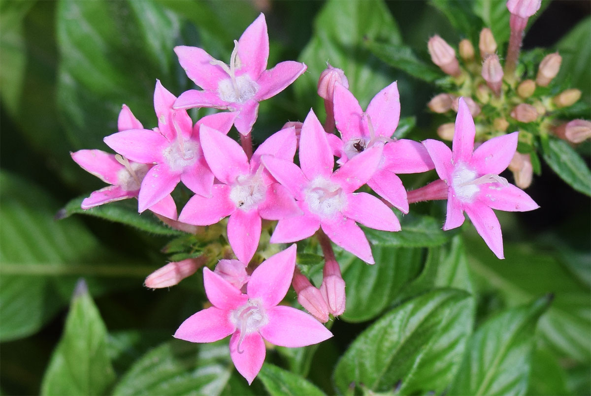Изображение особи Pentas lanceolata.