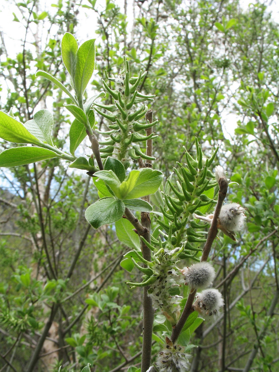 Image of Salix iliensis specimen.