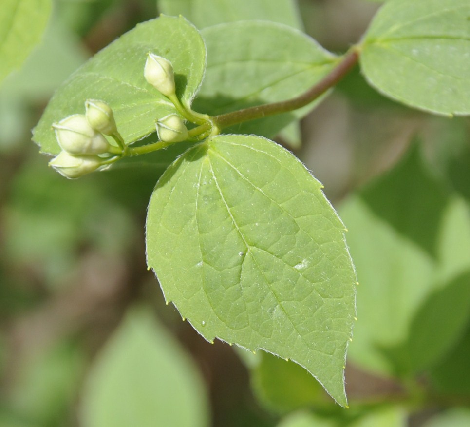 Image of genus Philadelphus specimen.