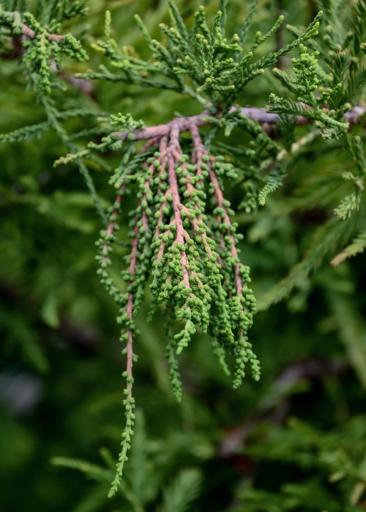 Image of Taxodium distichum specimen.