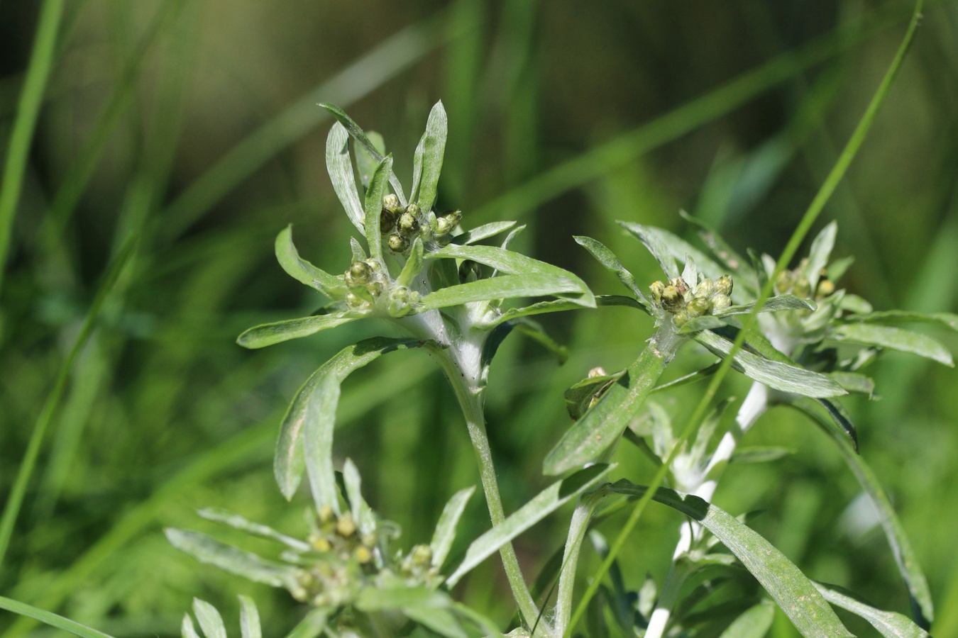 Image of Gnaphalium uliginosum specimen.