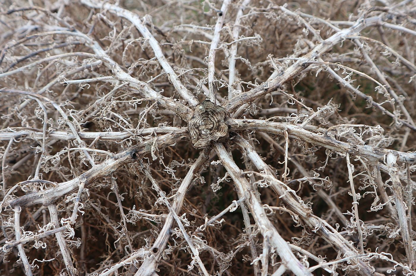 Image of Unknown species specimen.