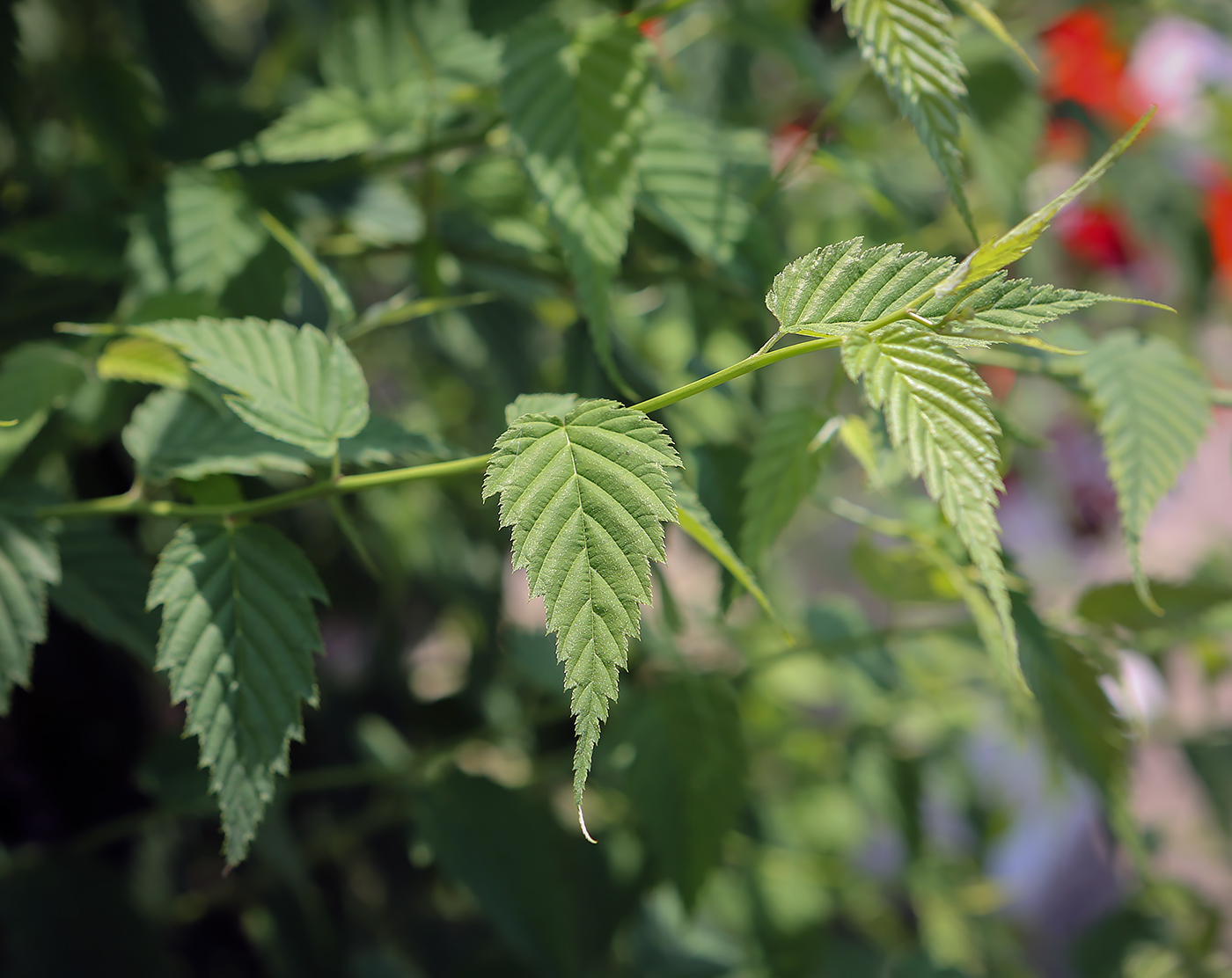 Image of Kerria japonica specimen.