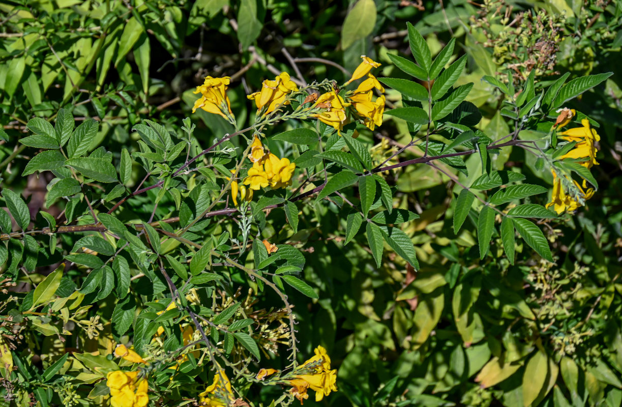 Image of Tecoma stans specimen.