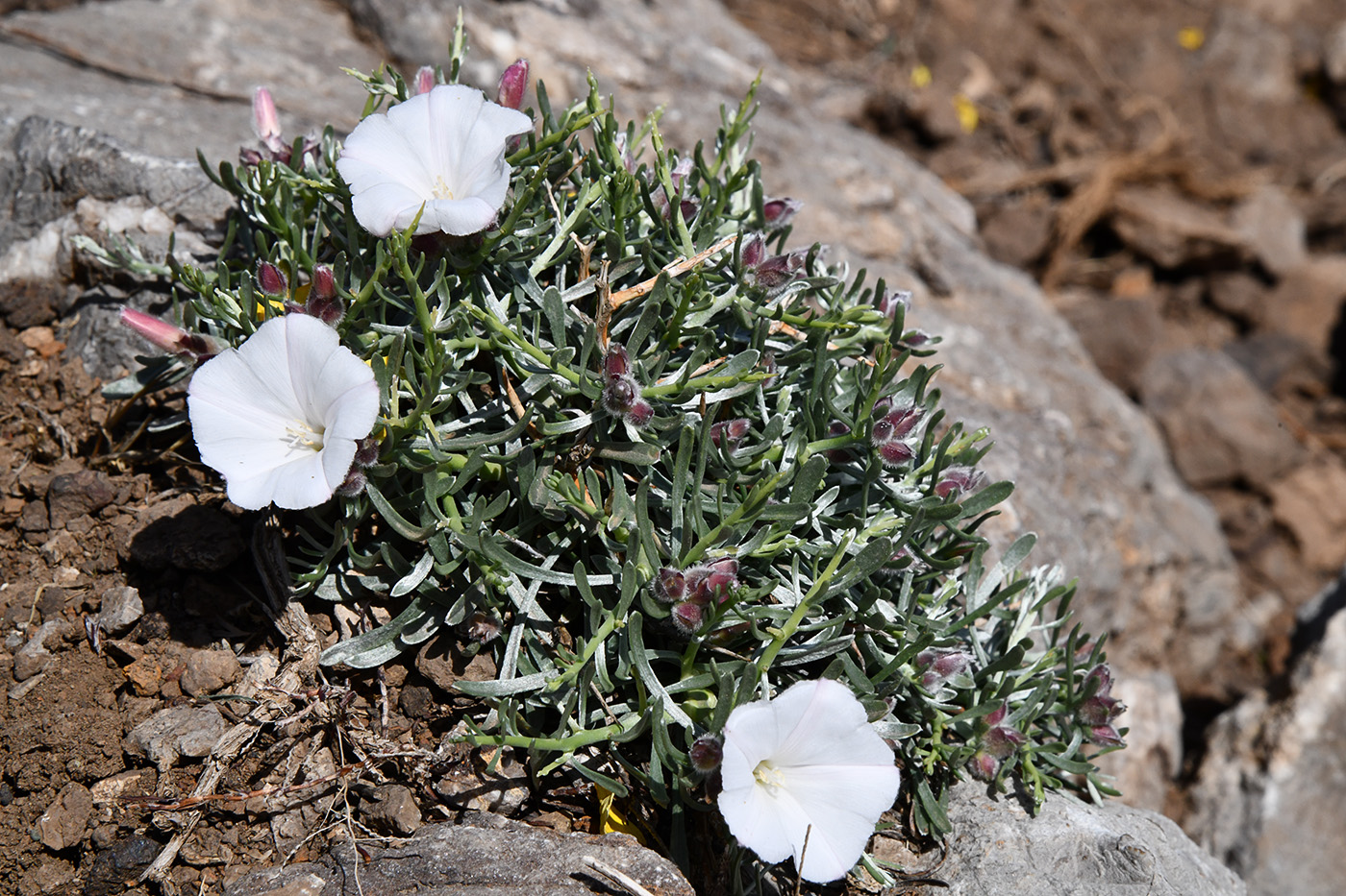 Изображение особи Convolvulus spinifer.