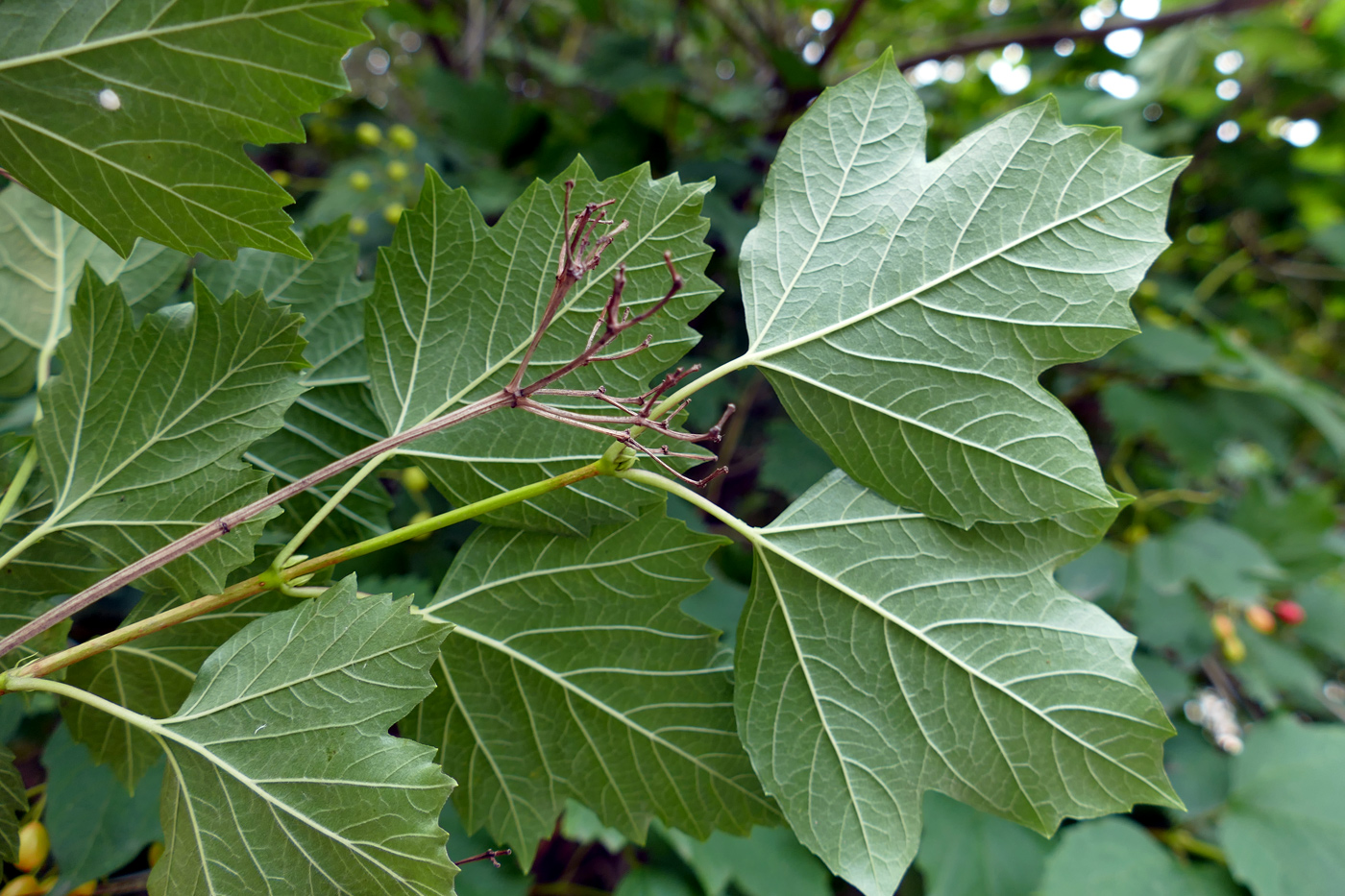 Изображение особи Viburnum opulus.