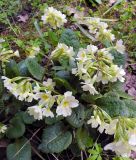 Primula pseudoelatior. Цветущие растения. Московская обл., в культуре. 03.05.2025.