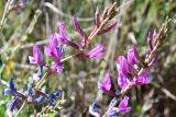 Oxytropis capusii