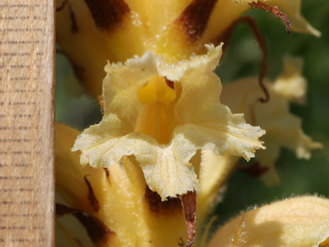 Изображение особи Orobanche alsatica.