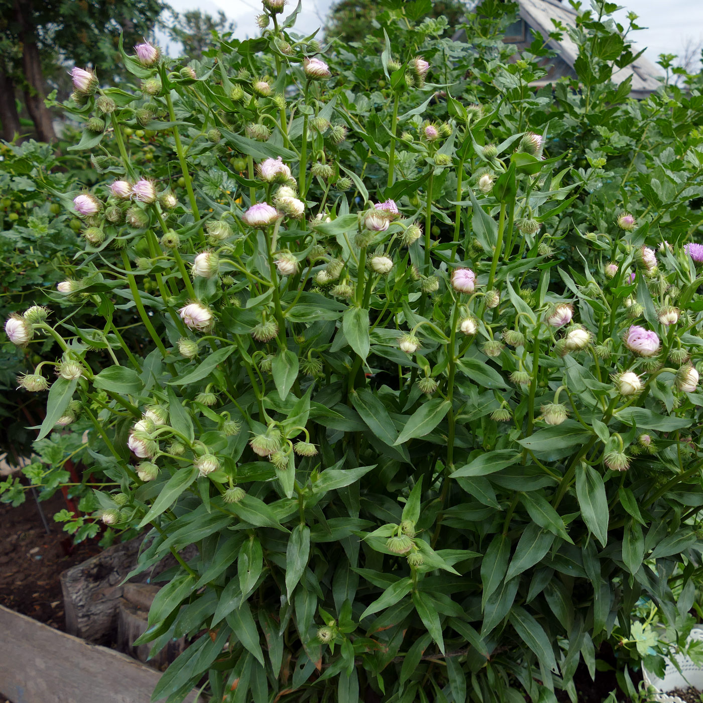 Image of Erigeron speciosus specimen.