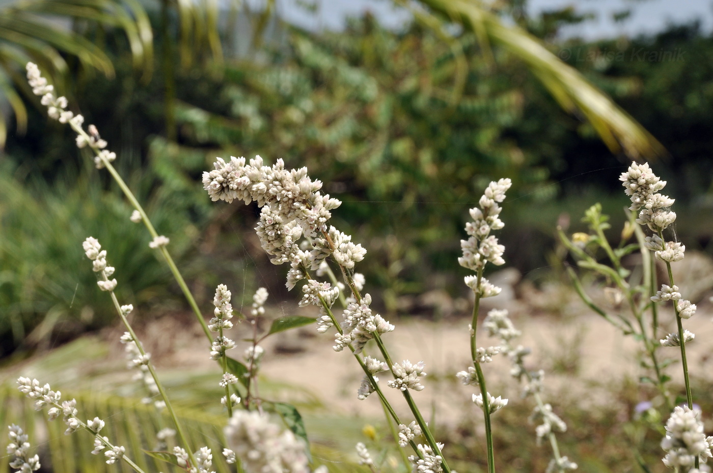 Изображение особи семейство Amaranthaceae.