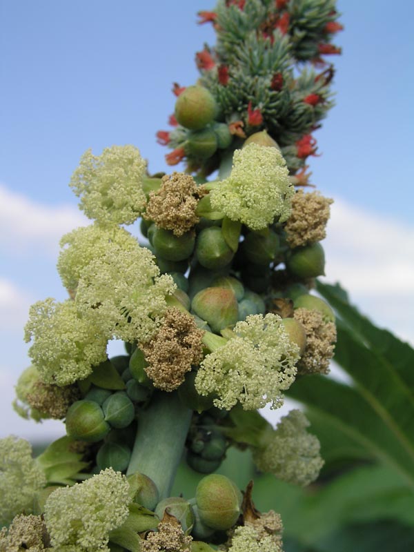 Изображение особи Ricinus communis.