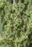 род Galium. Часть веточки с соцветиями. Испания, Каталония, пров. Жирона, комарка Баш Эмпорда, муниципалитет Санта-Кристина-де-Аро, окр. н.п. Романья-де-ла-Сельва, у стенки ограждения площадки для обмолота зерна (арх. памятник конца XIX в.). 23.05.2026.