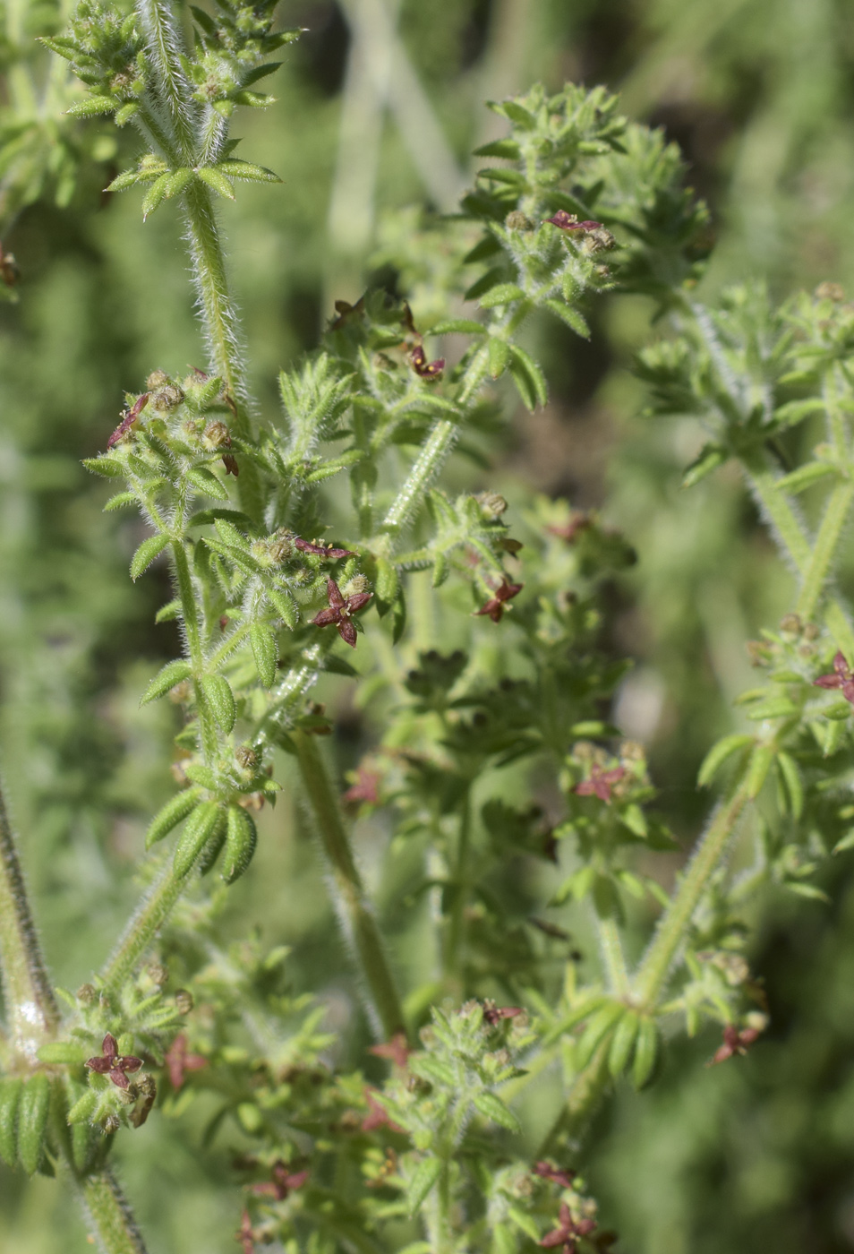 Изображение особи род Galium.