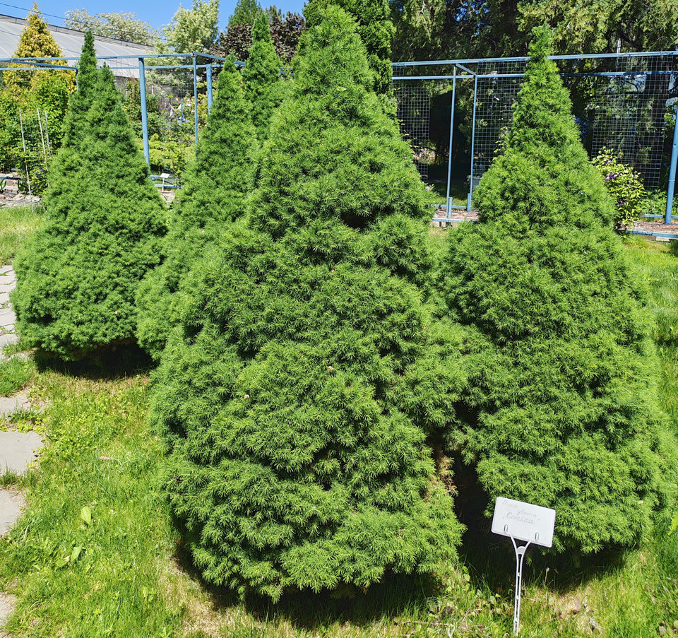Изображение особи Picea glauca.