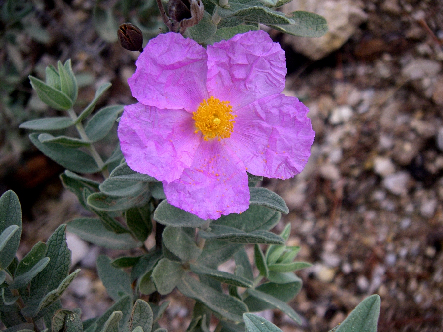 Image of Cistus albidus specimen.
