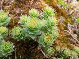 Rhodiola rosea. Бутонизирующее растение. Хабаровский край, р-н имени Лазо, массив горы Ко, седловина между горами Столовая и Ко, выс. ≈ 1740 м н.у.м., на камне. 22.06.2026.