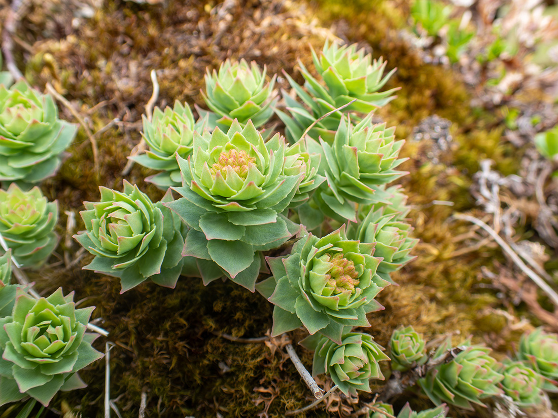 Изображение особи Rhodiola rosea.