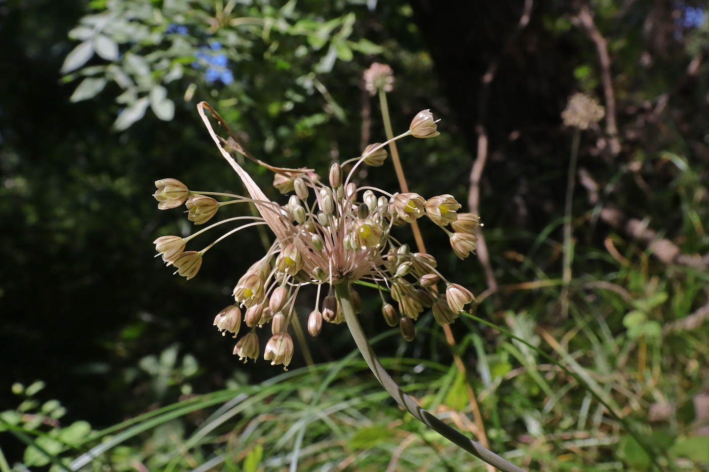 Изображение особи Allium longispathum.