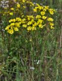 Смотреть изображение Senecio jacobaea