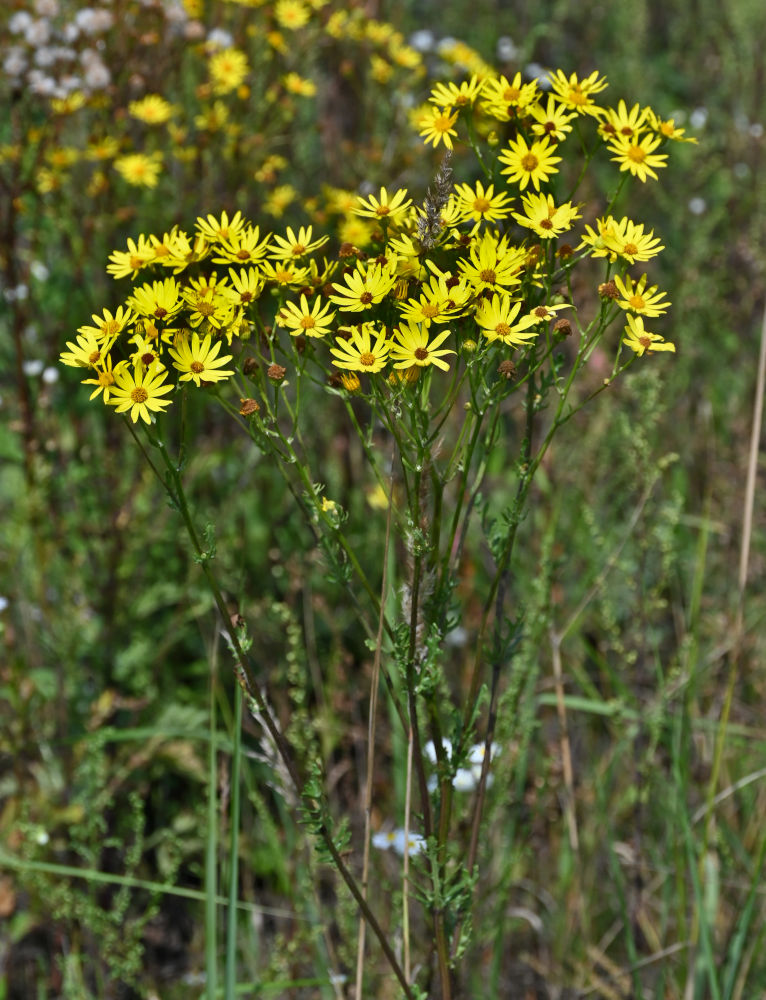 Image of Senecio jacobaea specimen.