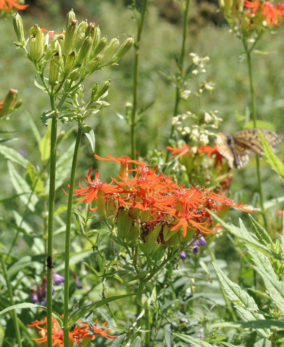 Изображение особи Lychnis wilfordii.