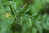 Pyrethrum coccineum. Лист. Кабардино-Балкария, Чегемский р-н, дол. р. Джайлыксу, окр. т/б \"Башиль\", ≈ 2300 м н.у.м., субальпийский луг. 03.08.2026.