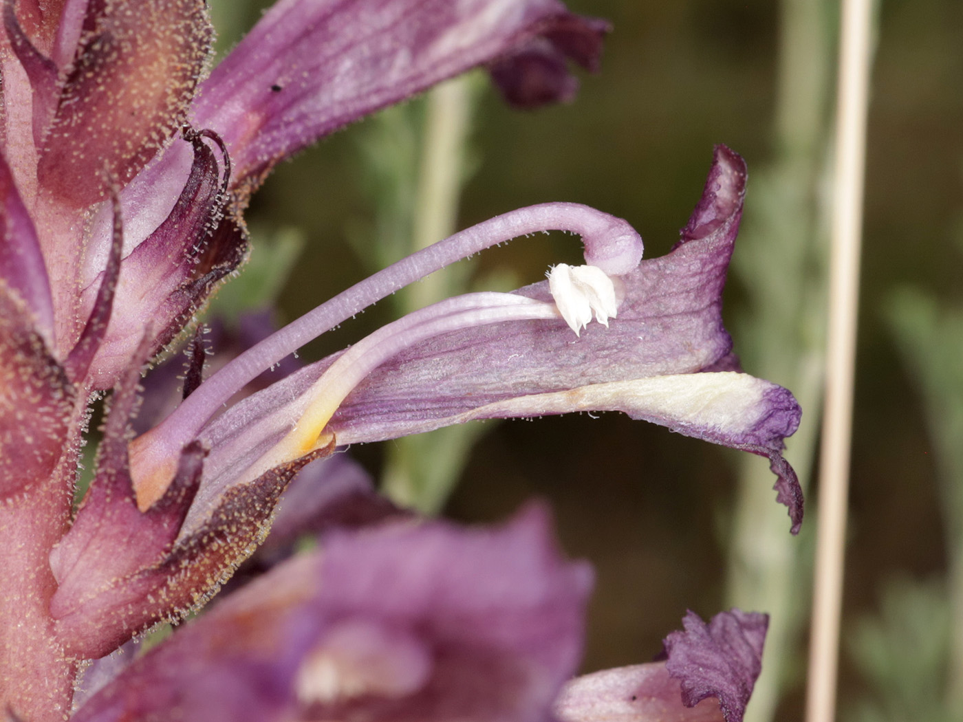 Image of Orobanche amoena specimen.