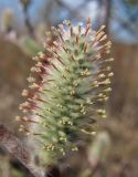 Salix lapponum