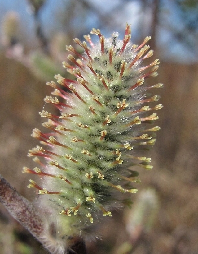 Изображение особи Salix lapponum.