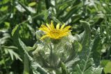 Senecio pseudoarnica. Верхушка побега с соцветием-корзинкой. Приморье, о. Шкота, коса, каменистый берег моря. 27.06.2026.