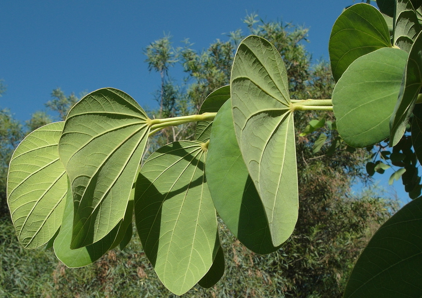 Image of genus Bauhinia specimen.