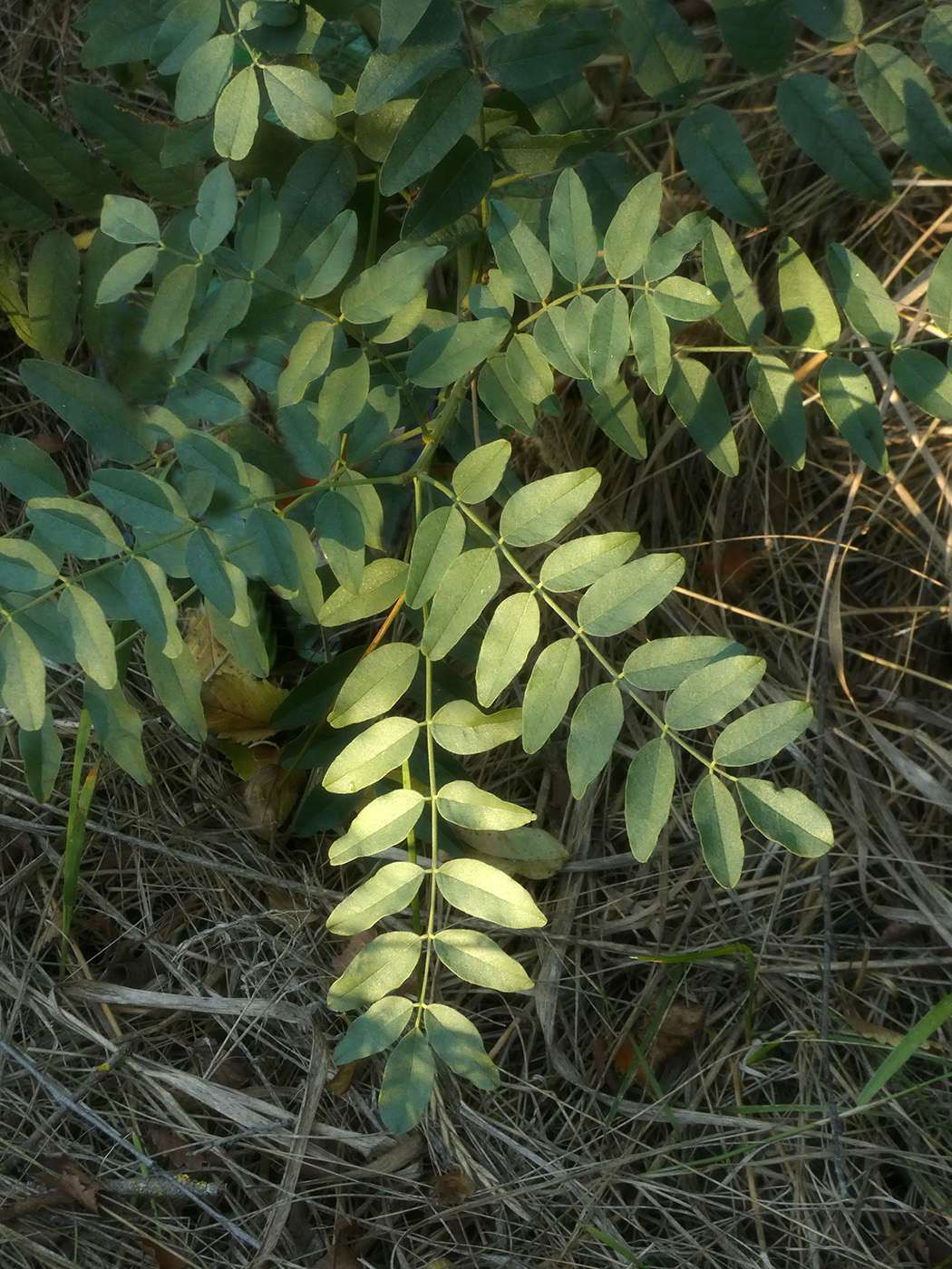Image of Glycyrrhiza glabra specimen.