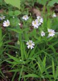 Stellaria holostea