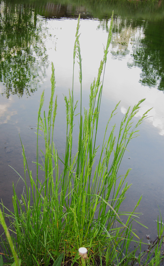 Image of Poa trivialis specimen.