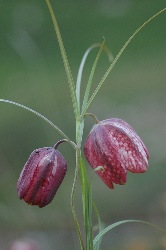 Image of Fritillaria ferganensis specimen.