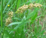 Carex spicata. Цветущее соцветие. Ярославская обл., пос. Новый Некоуз, закустаренный луг по берегу р. Ильд. 08.06.2011.