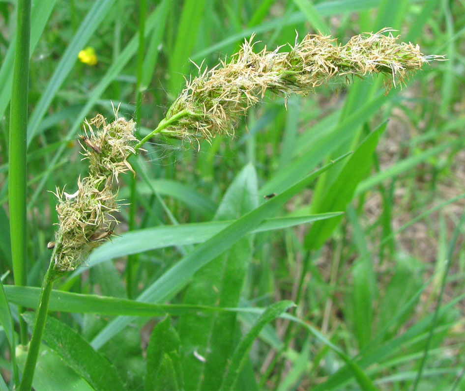 Image of Carex spicata specimen.